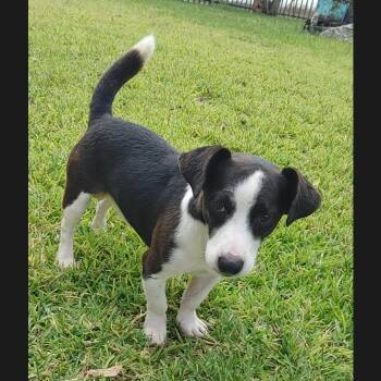 Rescue Jack Russell Terrier Dogs for Adoption in Seguin, Texas - Captain Jack | PetCurious