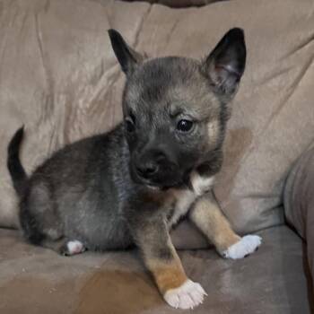 Snap Pea -  Pit Bull Terrier Dog for Adoption in Newark, New Jersey - Snap Pea | PetCurious