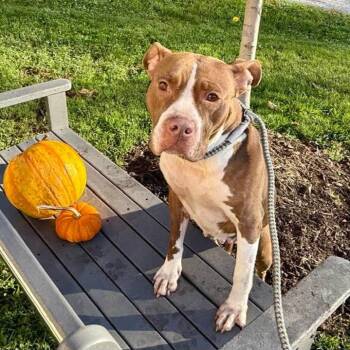 Honey -  Pit Bull Terrier Dog for Adoption in Phoenixville, Pennsylvania - Honey | PetCurious