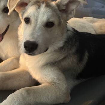 Simba -  Siberian Husky and Great Pyrenees Dog for Adoption in Johns Creek, Georgia - Simba | PetCurious