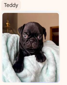 Pug Dogs Available for Adoption in Benton, Kansas - Teddy | PetCurious