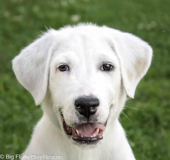 Rigby -  Great Pyrenees Dog for Adoption in Nashville, Tennessee - Rigby | PetCurious