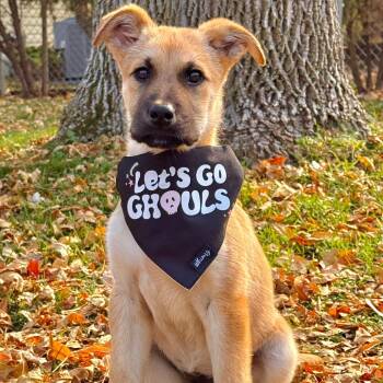 Pinto Bean -  Mixed Breed Dog for Adoption in Buffalo, Minnesota - Pinto Bean | PetCurious