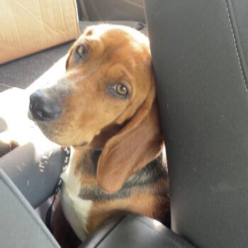 Rescue Beagle Dogs for Adoption in Indiana, Pennsylvania - Chloe | PetCurious