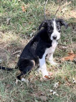 Wanda -  Terrier Dog for Adoption in Baker, Louisiana - Wanda | PetCurious
