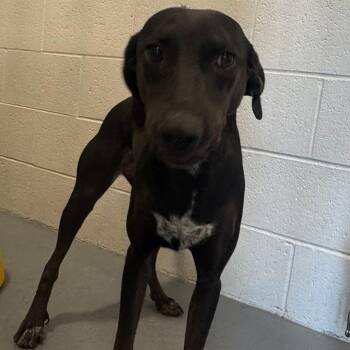 Destiny -  Doberman Pinscher and Pointer Dog for Adoption in Kingman, Arizona - Destiny | PetCurious
