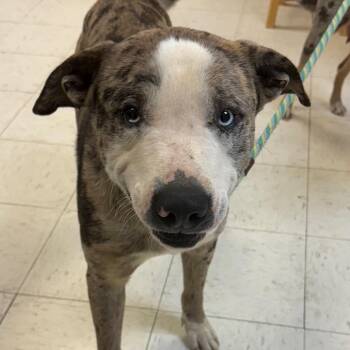 Mixed Breed Dogs Available for Adoption - Denver | PetCurious