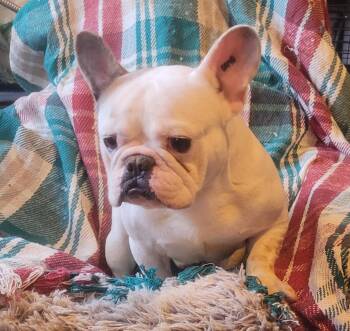 French Bulldog Dogs Available for Adoption - AXEL | PetCurious
