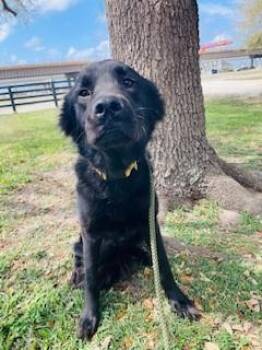Flat Coated Retriever and Mixed Breed Dogs Available for Adoption in Frisco, Colorado - ENZO | PetCurious