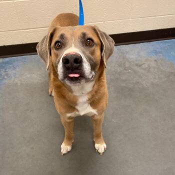 Mixed Breed Dogs Available for Adoption in Memphis, Tennessee - Dezzs | PetCurious