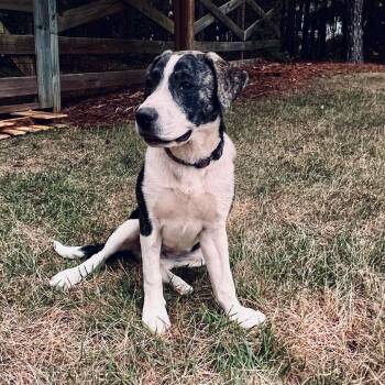 Sorrel -  Pit Bull Terrier Dog for Adoption in Wake Forest, North Carolina - Sorrel | PetCurious