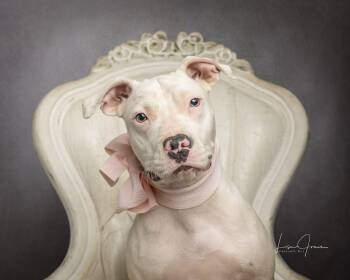 Hollie -  Pit Bull Terrier Dog for Adoption in Cullman, Alabama - Hollie | PetCurious
