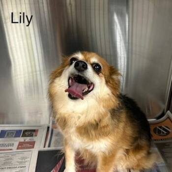 Lily -  Mixed Breed Dog for Adoption in Knoxville, Tennessee - Lily | PetCurious