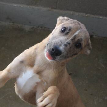 Rescue Shepherd and Husky Dogs for Adoption in Yucca Valley, California - Shiloh | PetCurious