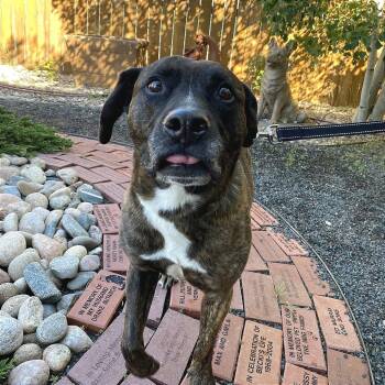 Griswold -  Mixed Breed Dog for Adoption in Cheyenne, Wyoming - Griswold | PetCurious