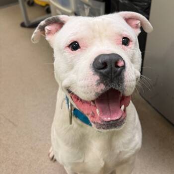 Rescue American Staffordshire Terrier and Mixed Breed Dogs for Adoption in Lynchburg, Virginia - Party Hat | PetCurious