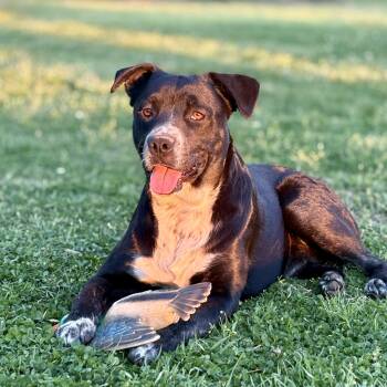 Fonzie -  Pit Bull Terrier and Black Labrador Retriever Dog for Adoption in Colcord, Oklahoma - Fonzie | PetCurious