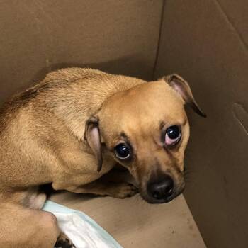 McFlurry (Blue) -  Mixed Breed Dog for Adoption in Oak Park, Illinois - McFlurry (Blue) | PetCurious