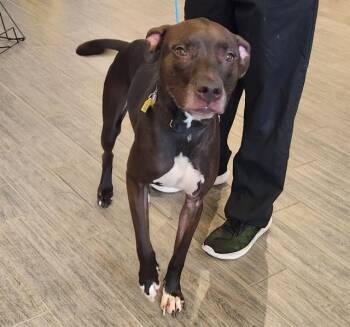 SCOUT -  Pit Bull Terrier and Mixed Breed Dog Available for Adoption in St. Louis, Missouri - SCOUT | PetCurious
