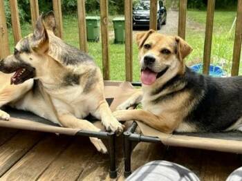 Woody Harrelson -  Hound and Mixed Breed Dog for Adoption in Malvern, Pennsylvania - Woody Harrelson | PetCurious