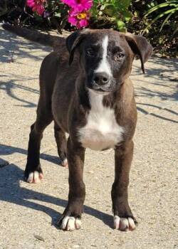 Rescue Terrier and Mixed Breed Dogs for Adoption in Morristown, New Jersey - Jacob | PetCurious