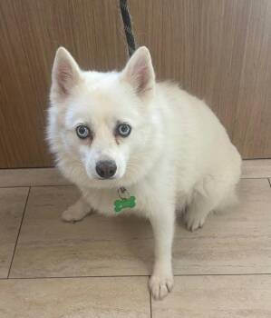 Tundra -  Eskimo Dog Dog for Adoption in Pompano Beach, Florida - Tundra | PetCurious