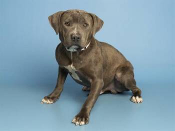 Pit Bull Terrier Dogs Available for Adoption in Phoenix, Arizona - CAPTIAN GANTU | PetCurious