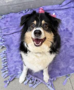 CHARLY -  Australian Shepherd Dog for Adoption in Rancho Cucamonga, California - CHARLY | PetCurious
