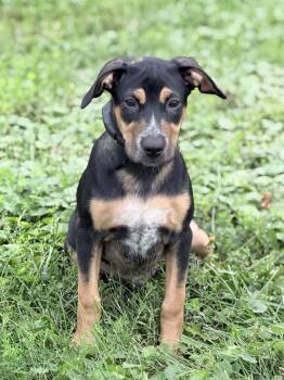 Levi -  Chihuahua and Dachshund Dog for Adoption in Wapakoneta, Ohio - Levi | PetCurious