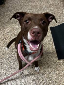 CASSIE -  Labrador Retriever Dog for Adoption in Hastings, Michigan - CASSIE | PetCurious