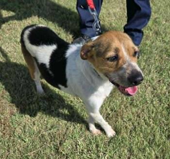 Benji -  Terrier and Beagle Dog for Adoption in Larned, Kansas - Benji | PetCurious