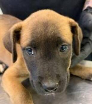 Aurora -  Shepherd and Mixed Breed Dog for Adoption in Kansas City, Missouri - Aurora | PetCurious