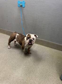 English Bulldog Dogs Available for Adoption in Las Vegas, Nevada - RAPUNZEL | PetCurious