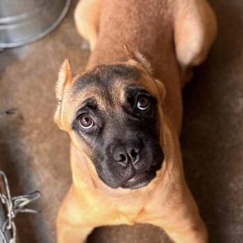 CT Vipress -  Mastiff and Mixed Breed Dog for Adoption in Stormville, New York - CT Vipress | PetCurious