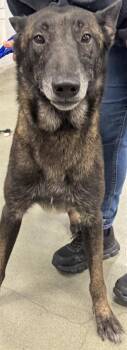 German Shepherd Dog and Mixed Breed Dogs Available for Adoption in Houston, Texas - TAURUS | PetCurious