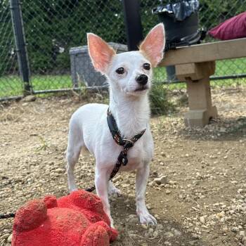 Dandelion -  Chihuahua Dog for Adoption in Philadelphia, Pennsylvania - Dandelion | PetCurious