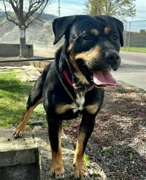 Vinny -  Rottweiler Dog Available for Adoption in Phoenix, Oregon - Vinny | PetCurious