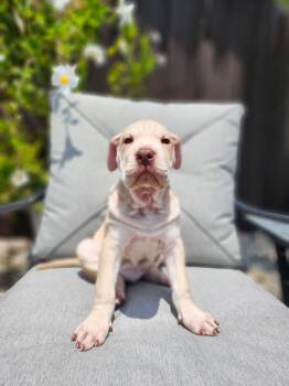 Shar Pei and Mixed Breed Dogs Available for Adoption in Sunrise, Florida - Rey | PetCurious