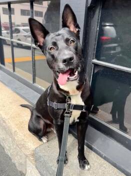 TOMMY -  German Shepherd Dog and Mixed Breed Dog for Adoption in San Francisco, California - TOMMY | PetCurious