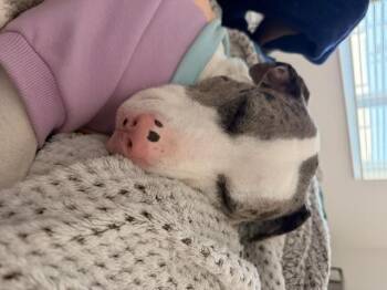 Skye -  Catahoula Leopard Dog Dog for Adoption in Maitland, Florida - Skye | PetCurious