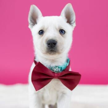 Mixed Breed Dogs Available for Adoption - Buffalo | PetCurious