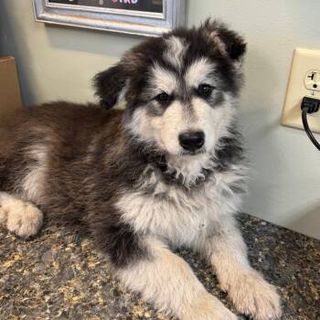 Alaskan Malamute Dogs Available for Adoption in Mankato, Minnesota - Nanook | PetCurious
