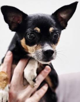 Stevie fka Dog 12 -  Chihuahua and Mixed Breed Dog for Adoption in West Chester, Pennsylvania - Stevie Fka Dog 12 | PetCurious