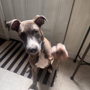 Teddy -  Pit Bull Terrier and American Staffordshire Terrier Dog for Adoption in Troy, Michigan - Teddy | PetCurious
