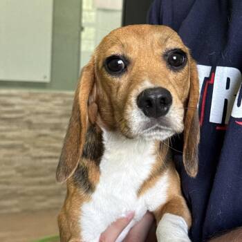 Smidge 5243/5173 -  Beagle Dog for Adoption in Loxahatchee Groves, Florida - Smidge 5243/5173 | PetCurious