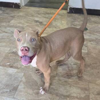 Dumpty -  Pit Bull Terrier and Mixed Breed Dog for Adoption in Fort Collins, Colorado - Dumpty | PetCurious