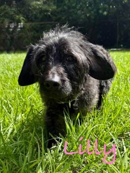 Janice aka Lilly -  Poodle and Dachshund Dog for Adoption in Fort Pierce, Florida - Janice Aka Lilly | PetCurious