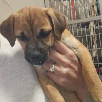 Sugar -  Mixed Breed Dog for Adoption in Sonoma, California - Sugar | PetCurious