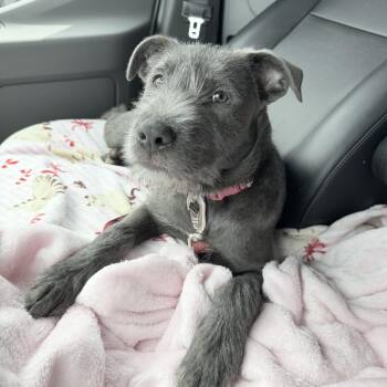 Mixed Breed Dogs Available for Adoption | PetCurious