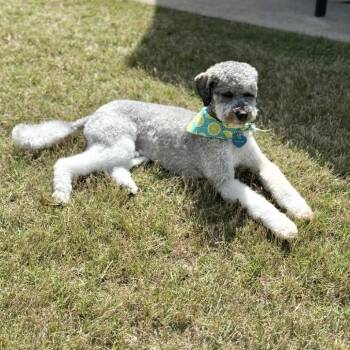 Charlie doodle -  Mixed Breed Dog for Adoption in Peachtree City, Georgia - Charlie Doodle | PetCurious
